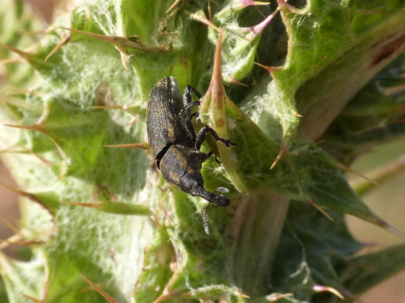 Lixus o Larinus? O altro?